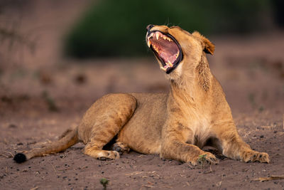 Lioness walking on field