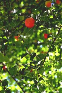 Low angle view of leaves on tree