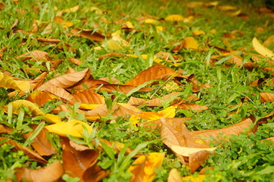 Close-up of yellow leaves on field
