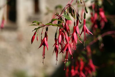 Close-up of red flowers