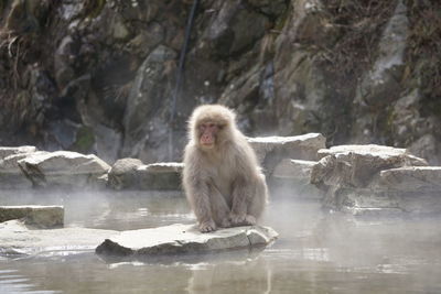 Monkey on rock in water