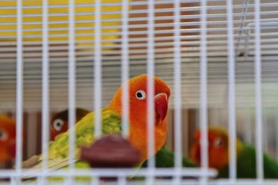 Close-up of colorful parrot in cage