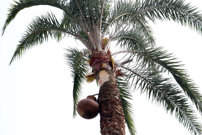 Low angle view of coconut palm tree against sky