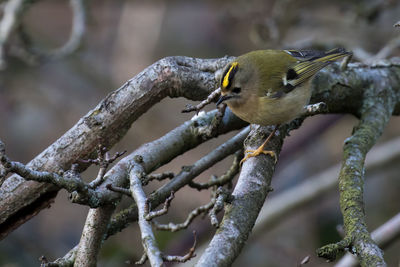 Close-up of goldcrest perching on dry plant