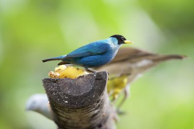 Close-up of bird perching on branch