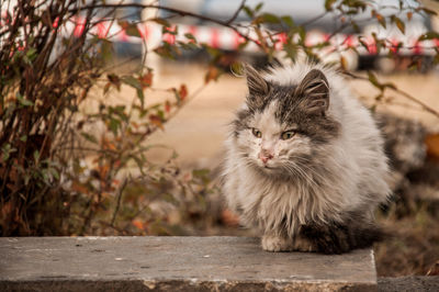 Portrait of cat on walkway