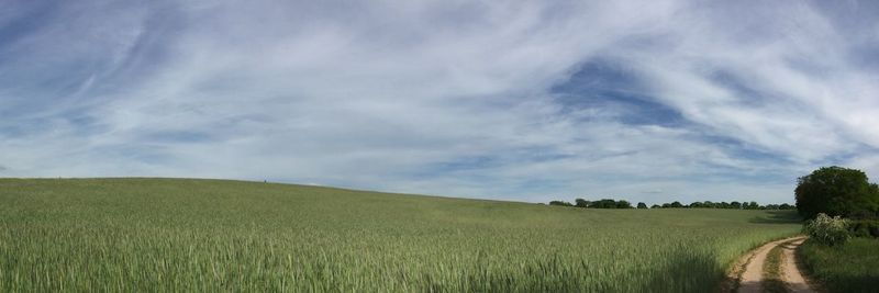 Scenic view of wheat field against sky