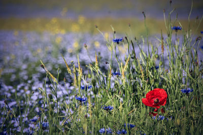 Close-up of flowering plants on field