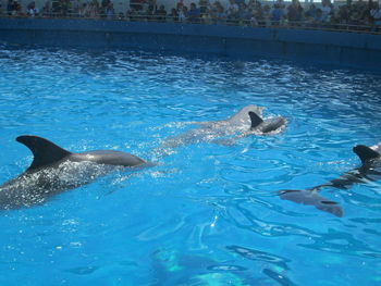 Woman swimming in sea