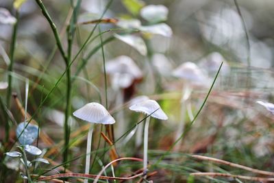 Close-up of mushroom growing outdoors