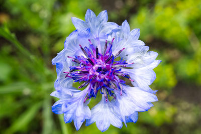 Close-up of purple flowering plant