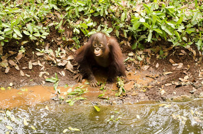 Monkey in a forest