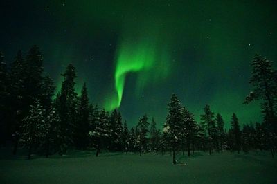 Trees on landscape against sky at night