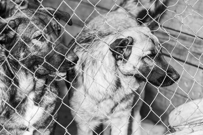 Close-up of horse in cage at zoo