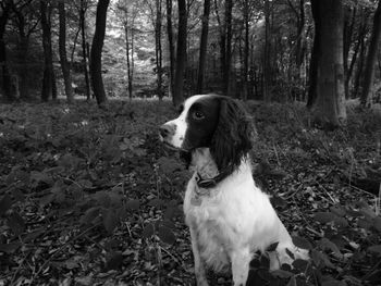 Dog looking away while sitting on field in forest
