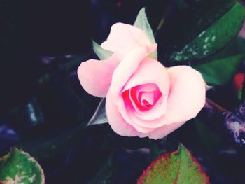 Close-up of pink rose