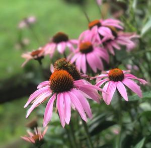 Close-up of purple coneflower blooming outdoors