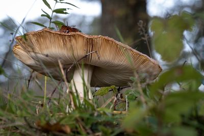 Close-up of mushroom growing on field