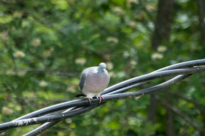 Close-up of bird perching on tree