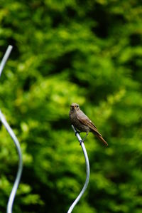 Close-up of bird perching on a flower