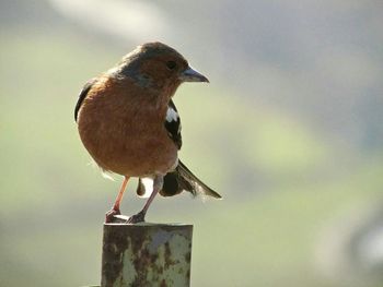 Close-up of bird perching on white background