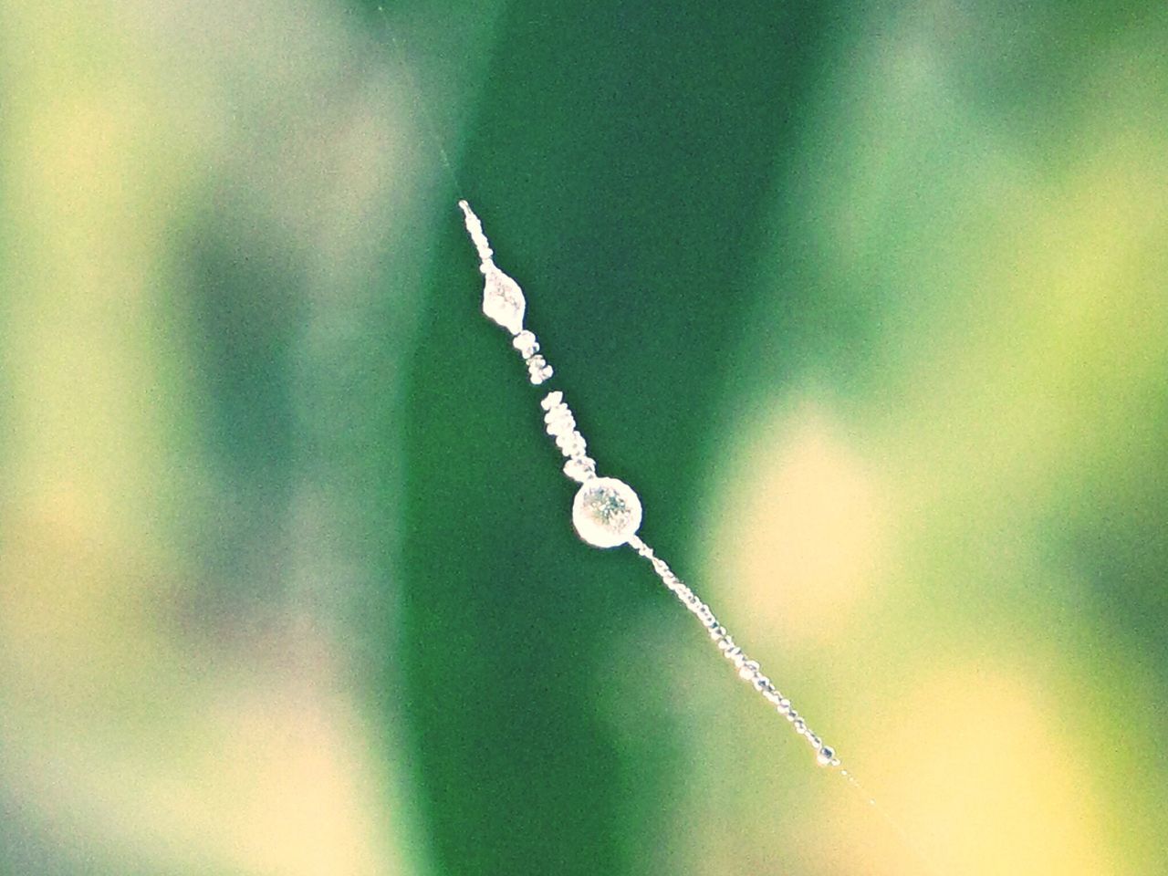 drop, close-up, focus on foreground, water, fragility, wet, dew, nature, selective focus, spider web, growth, twig, plant, beauty in nature, freshness, purity, stem, outdoors, day, no people