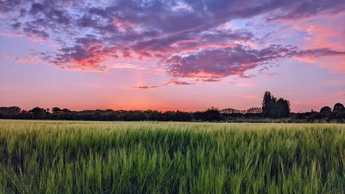 Scenic view of agricultural field against sky at sunset