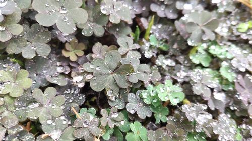 Close-up of raindrops on leaves during winter