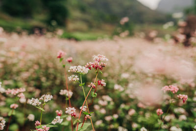 Close-up of pink flowering plant on field