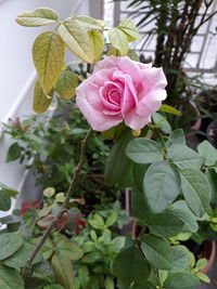 Close-up of pink rose