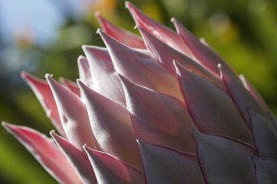  close-up of king protea flower