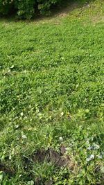 Plants growing on field