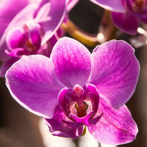 flower, petal, freshness, purple, flower head, fragility, close-up, beauty in nature, pink color, orchid, growth, nature, focus on foreground, stamen, selective focus, pollen, pink, in bloom, blooming, macro