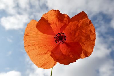 Close-up of red flower