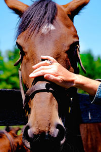 Close-up of a horse