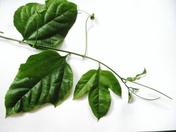 Close-up of green leaves against white background