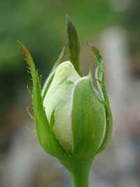 Close-up of flower bud