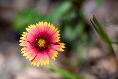Close-up of pink flower