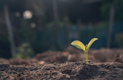 Close-up of plant growing on land