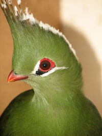 Close-up of parrot