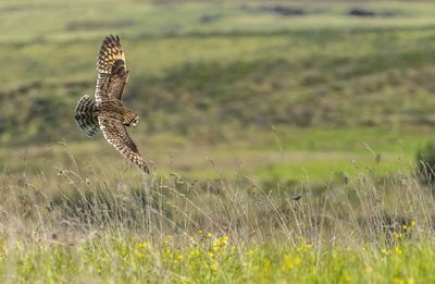 Bird flying over a field