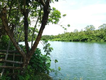 Scenic view of lake in forest against sky