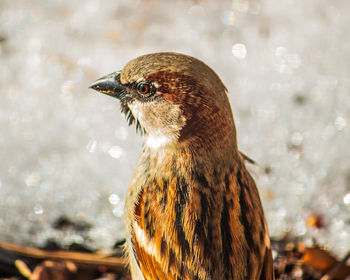 Close-up side view of a bird