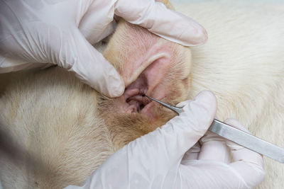 Cropped hand of vat removing louse from dog ear over white background