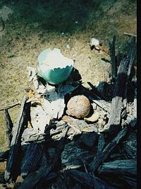 High angle view of broken mushrooms on field