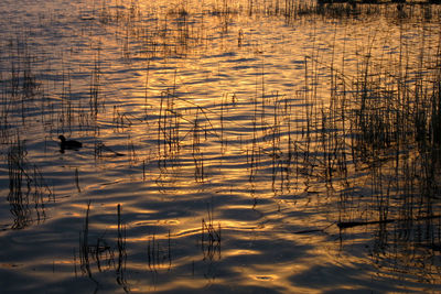 Silhouette woman standing in lake