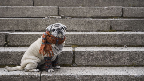 Portrait of an elderly pug on the stairs in autumn