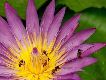 Close-up of bee pollinating on pink flower