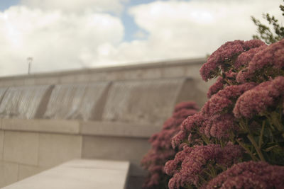 Close-up of flower against sky