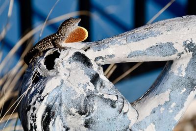 Close-up of lizard